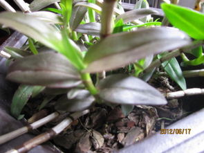 我的铁皮枫斗叶子颜色变了,不知道那里出问题了