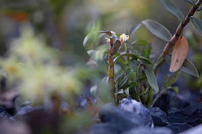 铁皮枫斗图片_铁皮枫斗图片大全_铁皮枫斗背景图片