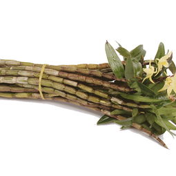 雁荡山铁皮石斛鲜条新鲜采摘仿野生四年铁皮枫斗非云南霍山干条