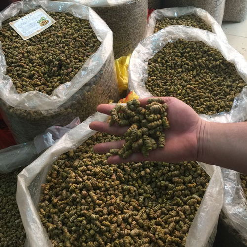 石斛正宗云南铁皮石斛枫斗10克50克100克仿野生种植可磨石斛粉