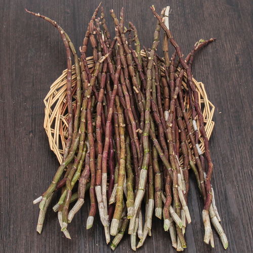 乐清雁荡山现采现发铁皮石斛枫斗鲜条养生铁皮新鲜煲汤红杆鲜条