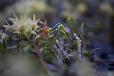 铁皮枫斗图片_铁皮枫斗图片大全_铁皮枫斗背景图片