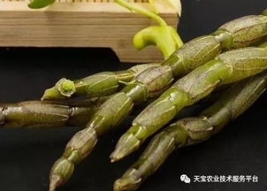 这几种药材价格年年涨 有前景