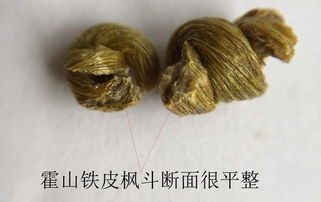 比黄金还贵的霍山铁皮枫斗你懂真假吗