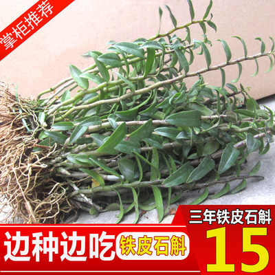 雁荡山三年铁皮石斛苗盆栽枫斗苗 好评好店