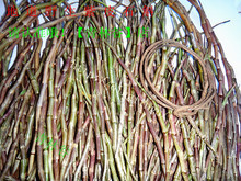 【防癌石】最新最全防癌石 产品参考信息