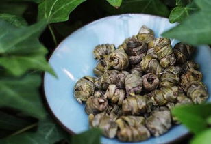 铁皮石斛全面介绍,再也不用到处找了