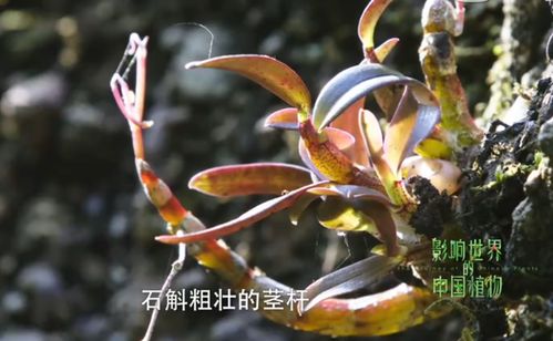 今年中秋是时候给爸妈送上森山铁皮枫斗了