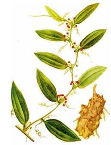 寿仙谷西红花铁皮枫斗膏图册