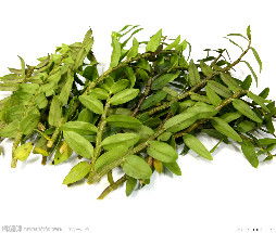 铁皮石斛图片库,铁皮石斛店面效果图,铁皮石斛产品图片