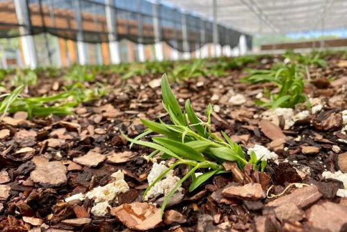 冬季进补想吃铁皮枫斗的话,该怎么吃呢 三种经典吃法供您参考