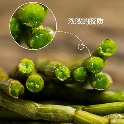 雁荡山铁皮石斛：新鲜采摘，仿野生四年铁皮枫斗的优势与特点