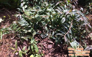 霍山铁皮枫斗 珍贵滋补佳品及其批发零售指南