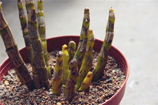 传说中的铁皮枫斗 珍贵草药的神奇与真相