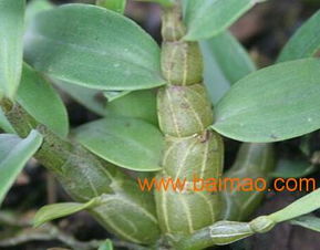 石斛源铁皮枫斗种植——值得信赖的铁皮石斛种植加盟品牌