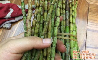 霍山铁皮枫斗 批发零售指南与市场价格解析