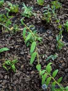 本地铁皮石斛迎采摘季，铁皮枫斗加工正当时