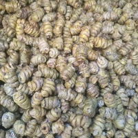 铁皮枫斗 价格、品牌与选购指南